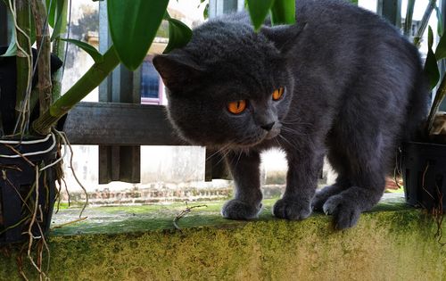 Free stock photo of cat lovers, cats Stock Photo