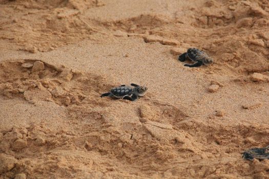 Cute baby sea turtles crawl on a sandy beach, starting their ocean journey.