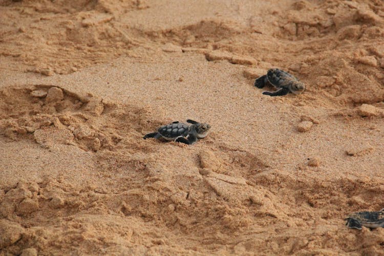 Baby Turtles On Sand 