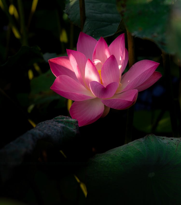 Pink Lotus Flower In Bloom