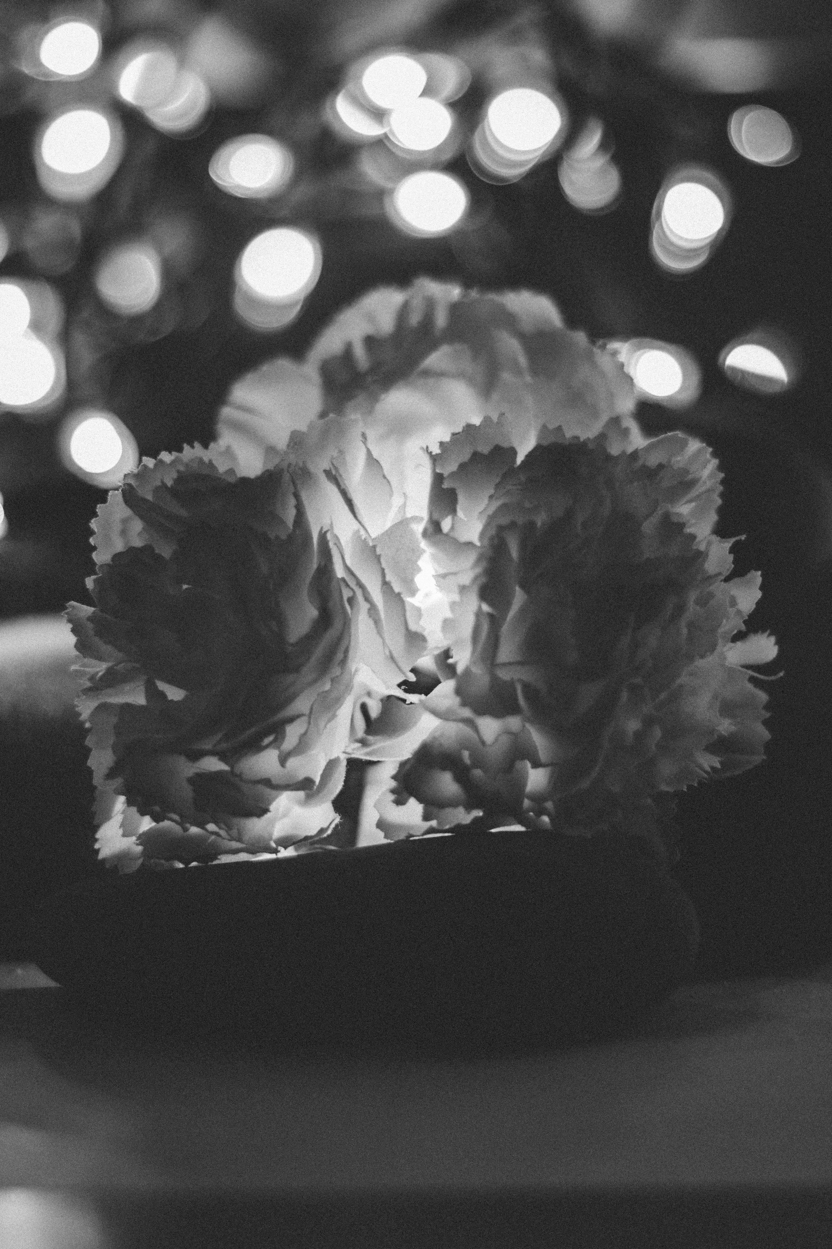 Free stock photo of artificial flowers, beautiful flowers, black and white