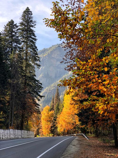 Free Autumn road winding through a vibrant forest with colorful leaves and mountain backdrop. Captivating seasonal scene. Stock Photo