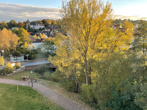 Kostenloses Stock Foto zu baum, blätter, herbst