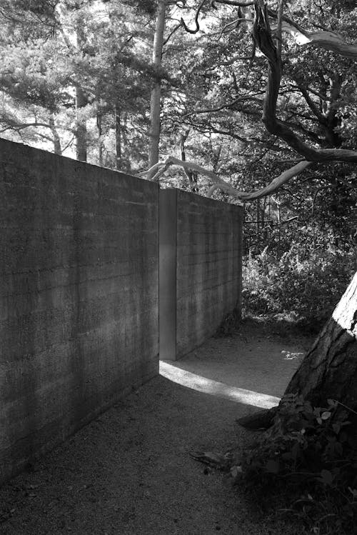 Darmowe zdjęcie z galerii z betonowa ściana, czarno-biały, drzewa
