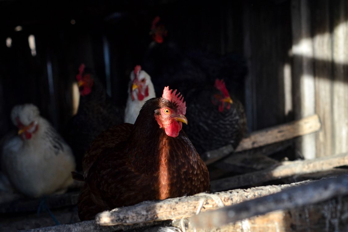 Close-Up Shot of Chickens · Free Stock Photo