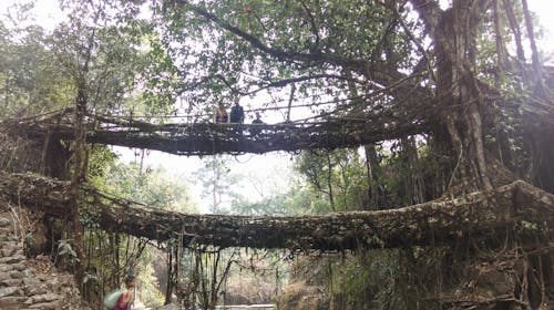 Free stock photo of india, living root bridge, mawlynnong