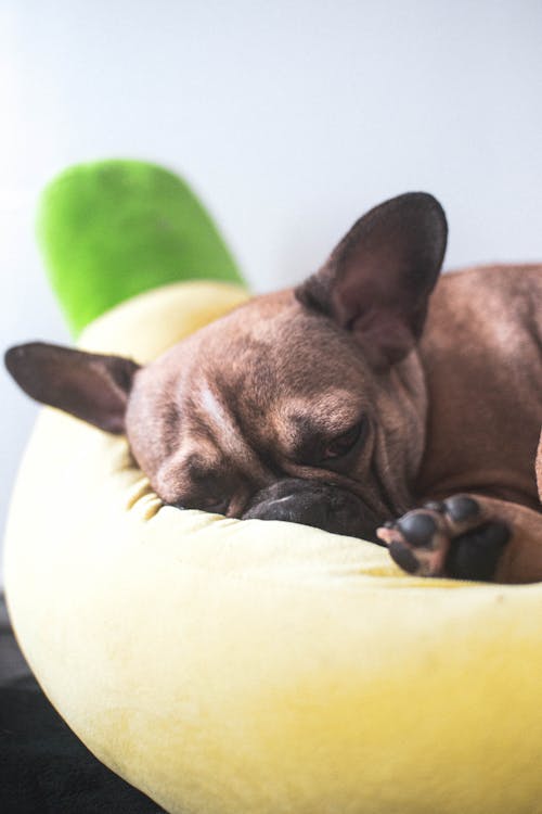 Free A Sleepy French Bulldog Puppy Stock Photo