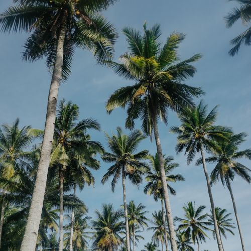Free Lush tropical palm trees reaching towards the sky on a sunny day, creating a relaxing atmosphere. Stock Photo