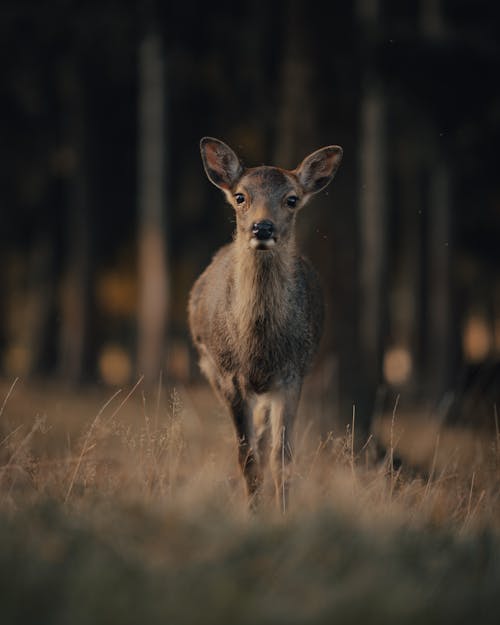 Immagine gratuita di animale, bellezza nella natura, cervo