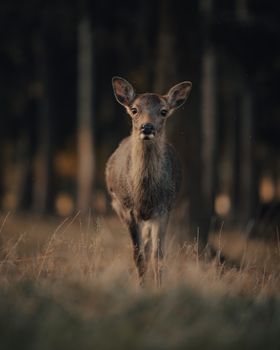 A serene image of a deer standing in a forest clearing during dusk, embodying the beauty of nature.