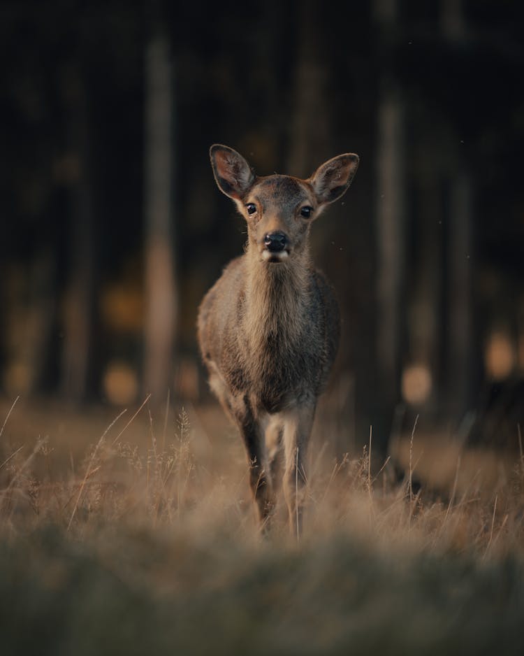 Deer Running Towards Camera