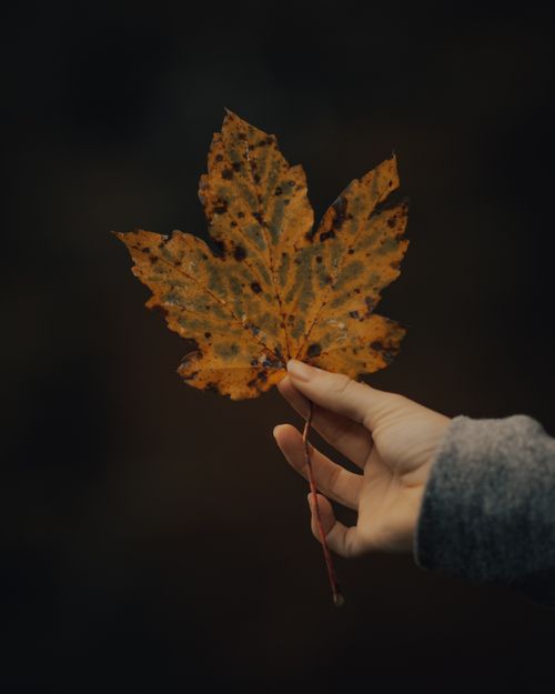 Free A human hand holding a maple leaf with a dark blurred background, symbolizing autumn. Stock Photo