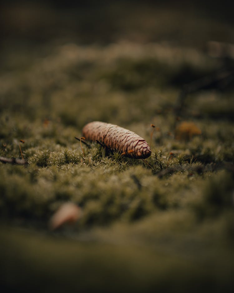 Tree Cone On Moss On Ground