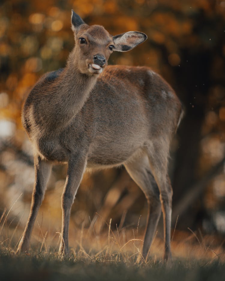 Deer Standing On Grass