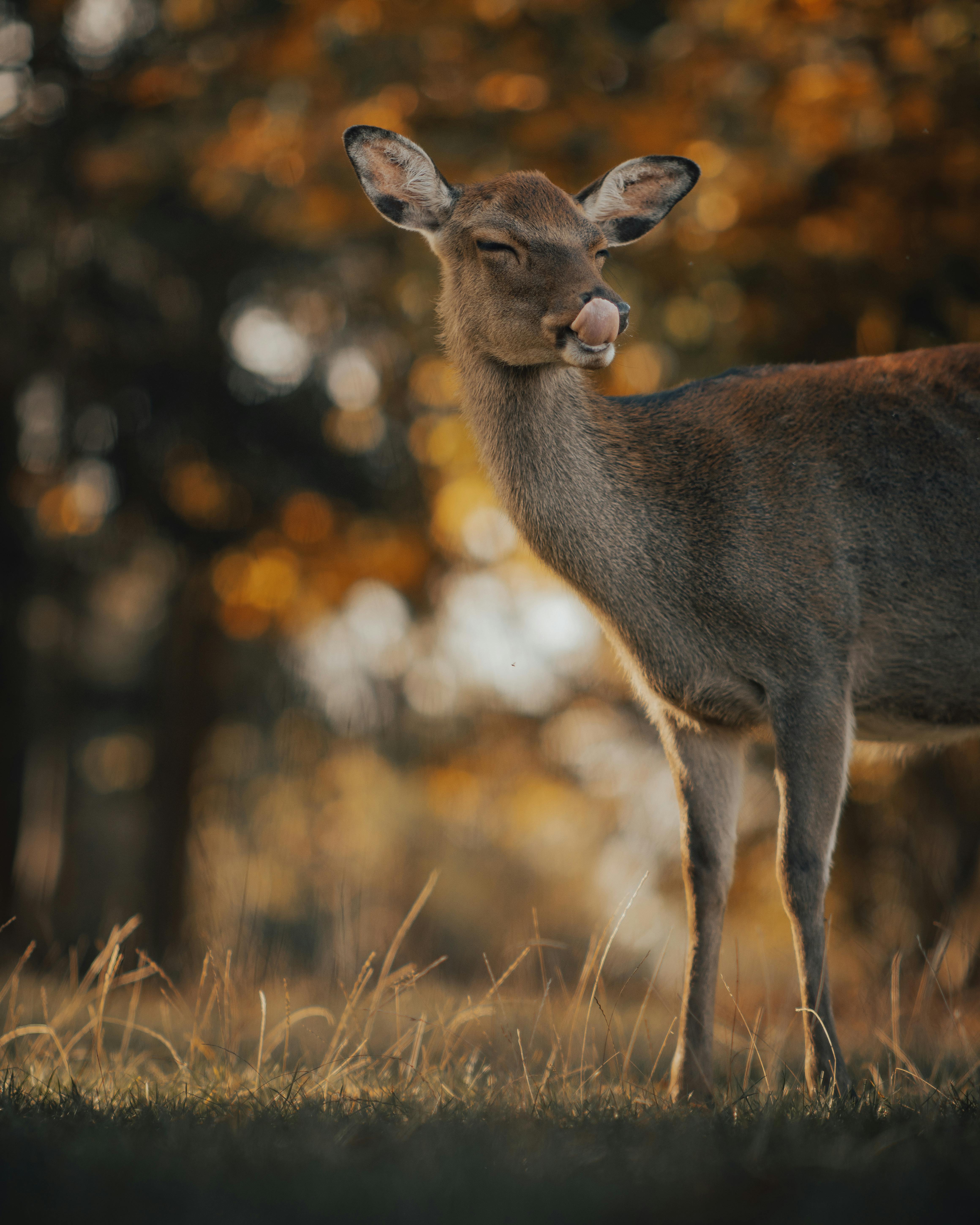 A peaceful deer stands amidst warm autumnal surroundings, showcasing nature's beauty.