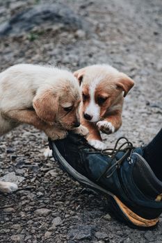 Two adorable puppies playfully biting a boot on a gravel path, showcasing their curiosity.