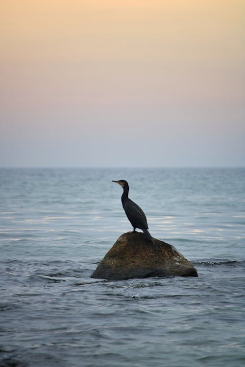Free Black Bird on Brown Rock in the Middle of Sea Stock Photo