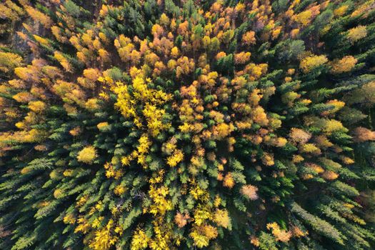 A stunning birds-eye view of a colorful autumn forest with green and yellow trees.