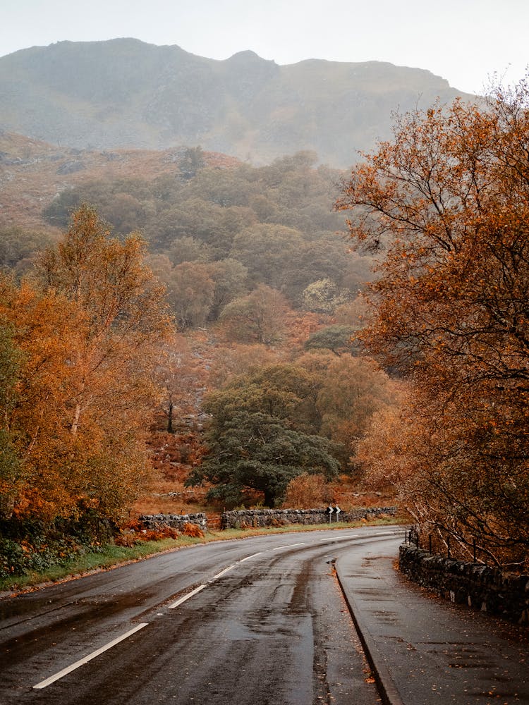 Road In Mountains On Wet Autumn Day