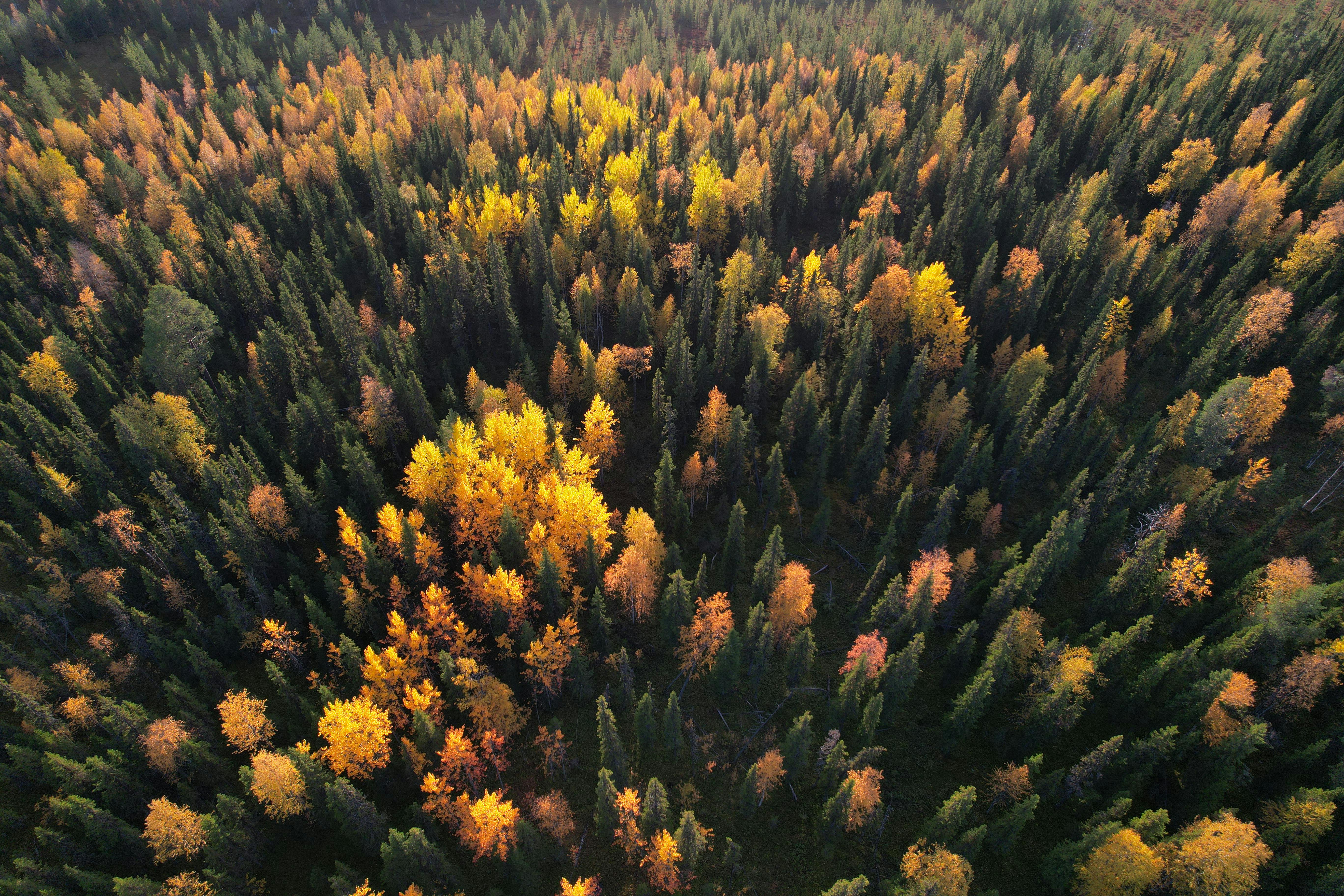 Yellow and Green Trees · Free Stock Photo