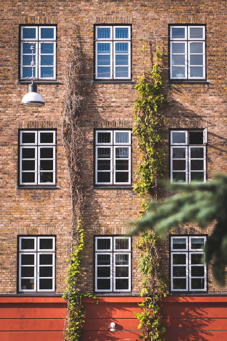 Green Vines Plant Climbing On The Wall Of A Brick Building