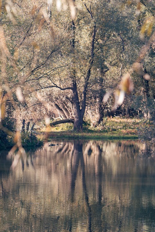 Free stock photo of lake, tree