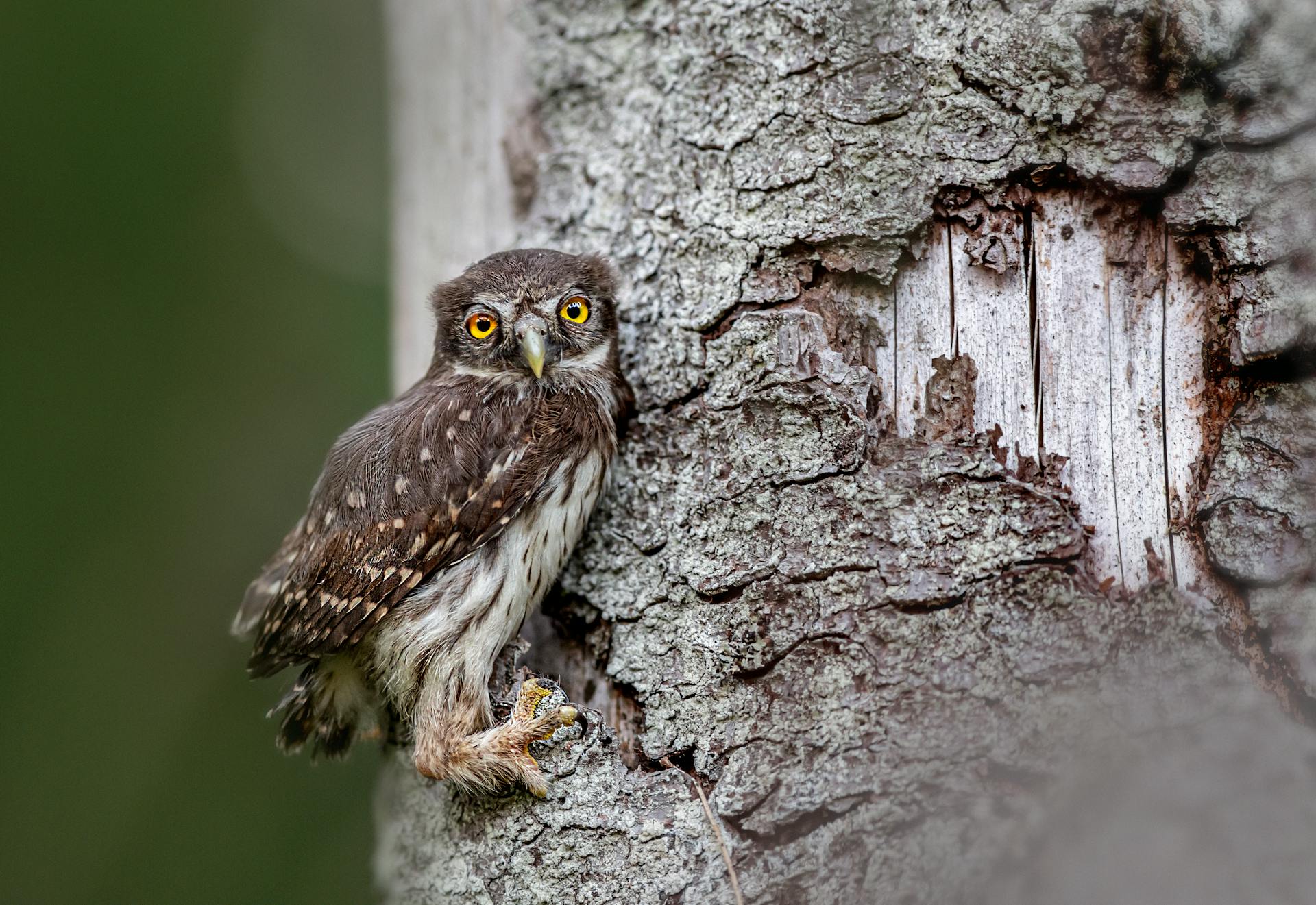 Close-up of a Eurasian Pygmy Owl (Glaucidium passerinum) perched on tree bark in Estonian forest.