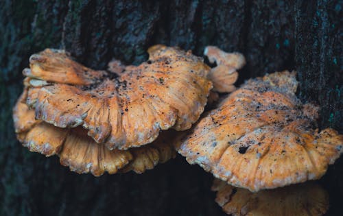 Mushrooms Growing on the Trunk of a Tree