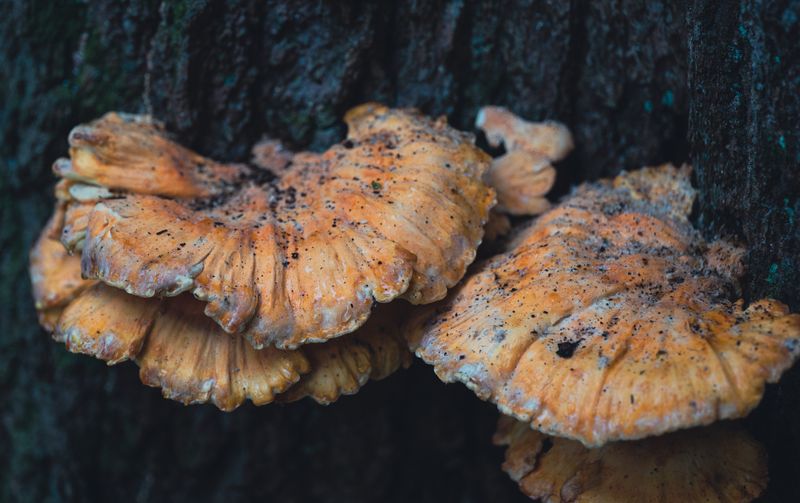 Detailed macro shot of orange mushrooms growing on a tree trunk in a natural setting.