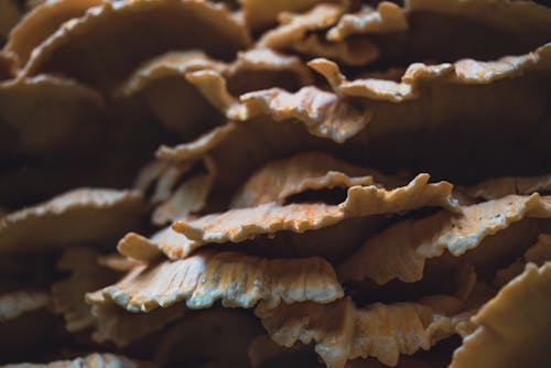 Close-up of Fungus 