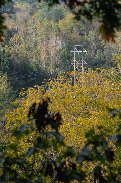Free Power Lines Seen Through Autumn Trees in Forest Stock Photo
