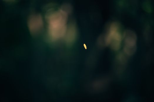 A lone yellow leaf delicately falls against a blurred dark bokeh background, symbolizing autumn.