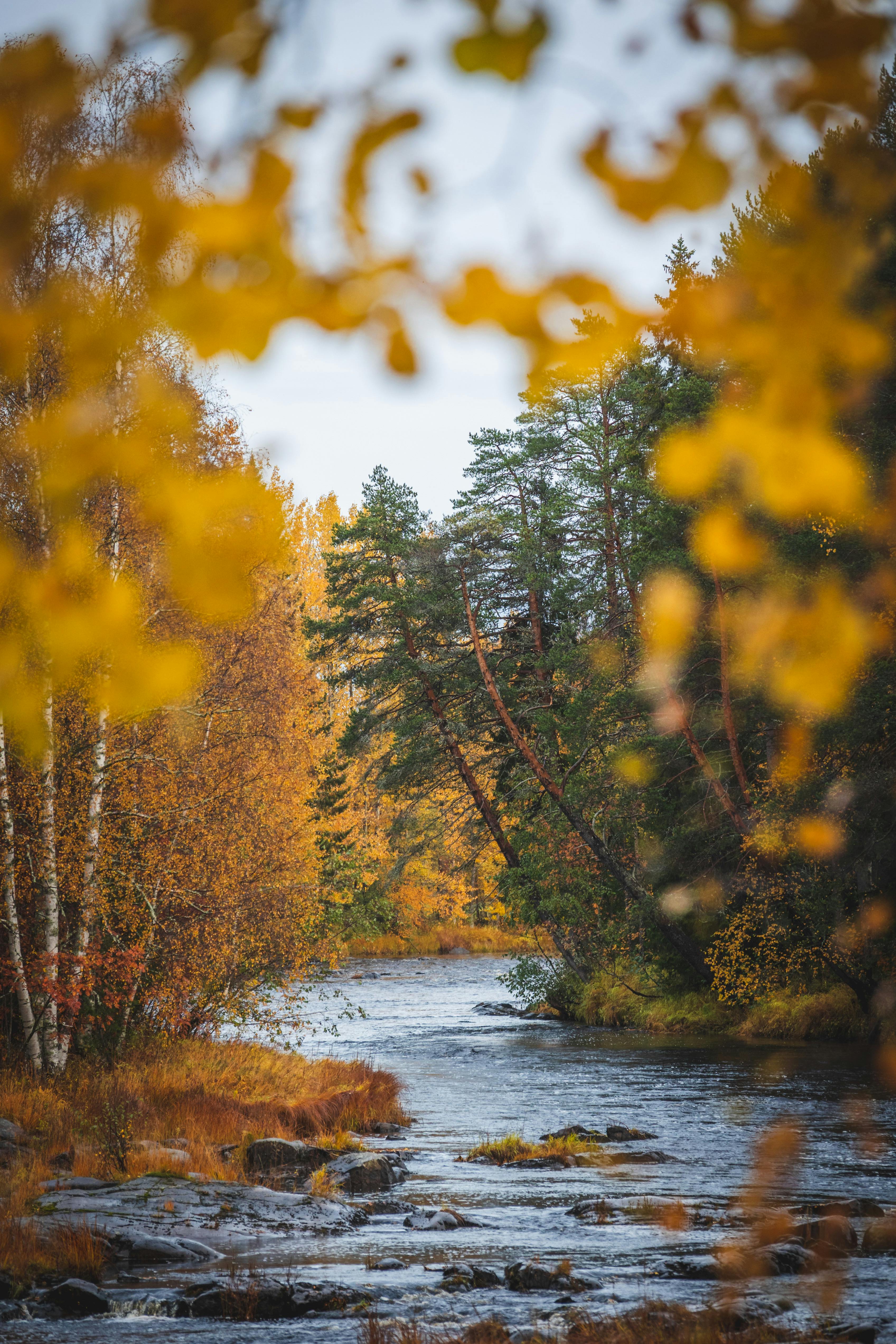 Tranquil river flowing through a forest adorned with vibrant autumn foliage in Oulu, Finland.