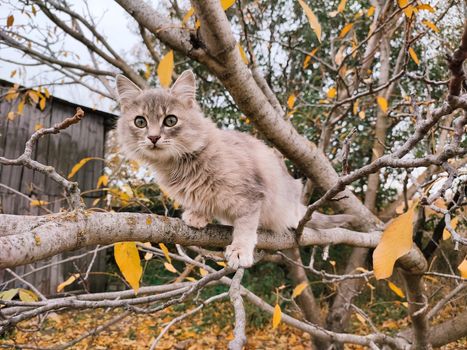 Adorable Siberian cat perched on a tree branch surrounded by autumn leaves, showcasing its playful nature.