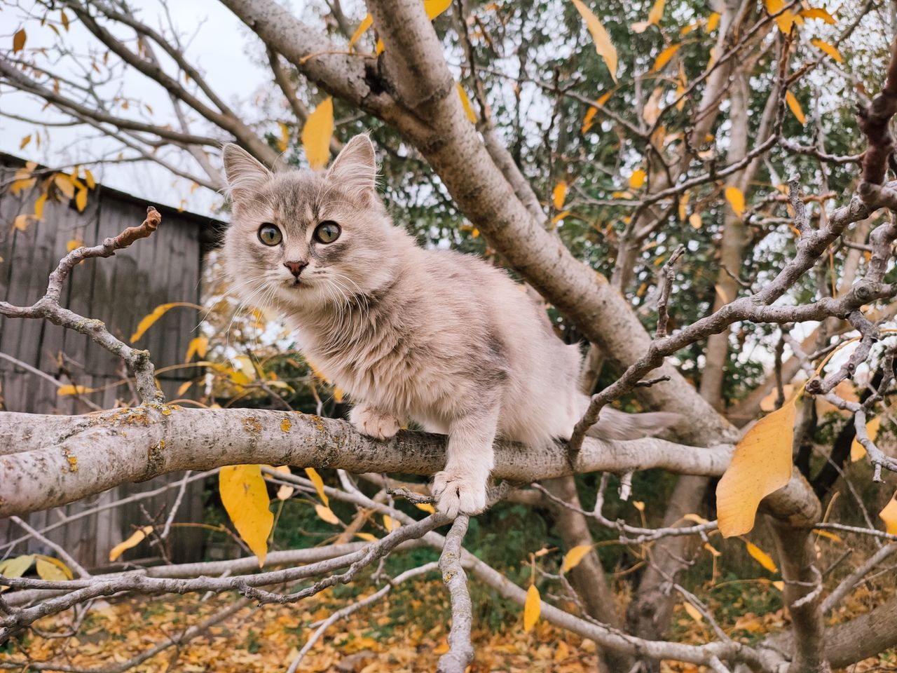 adorable siberian cat perched on a tree branch surrounded by autumn le