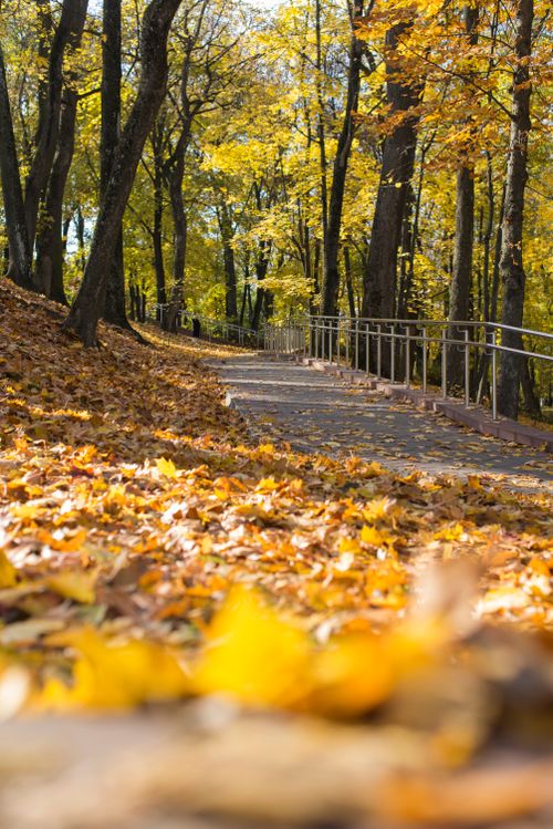 Free A tranquil forest park pathway covered with vibrant autumn leaves under a canopy of trees. Stock Photo