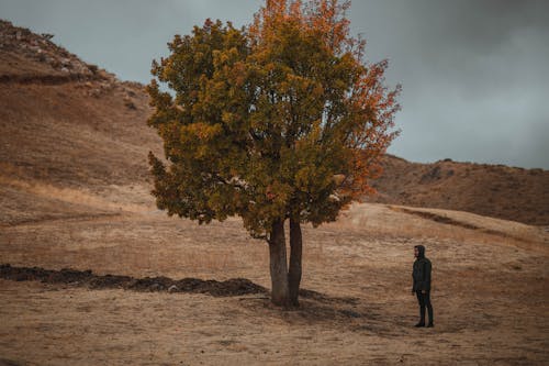 Kostenloses Stock Foto zu außerorts, baum, feld