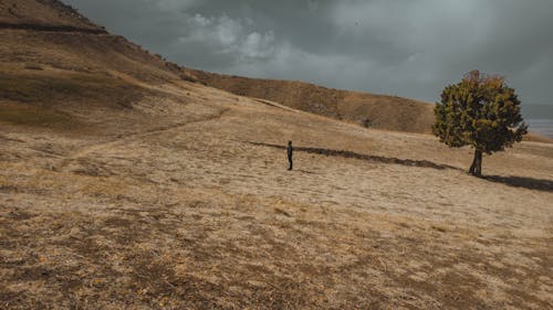 adam, ağaç, alan içeren Ücretsiz stok fotoğraf