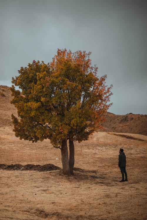 A Man Standing Near Brown Tree Under Gray Sky