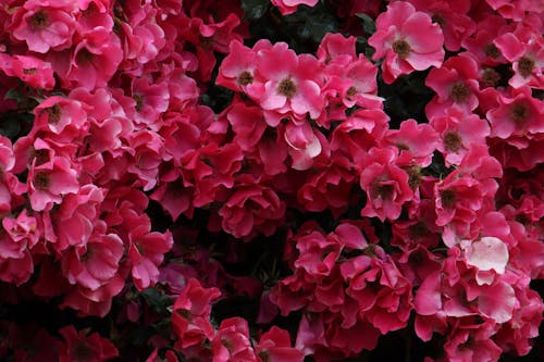 Photos gratuites de jardin rose