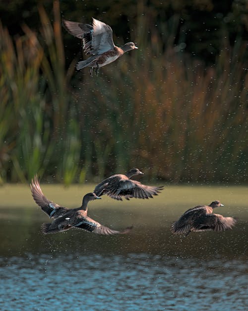 무료 강, 날개, 날으는의 무료 스톡 사진