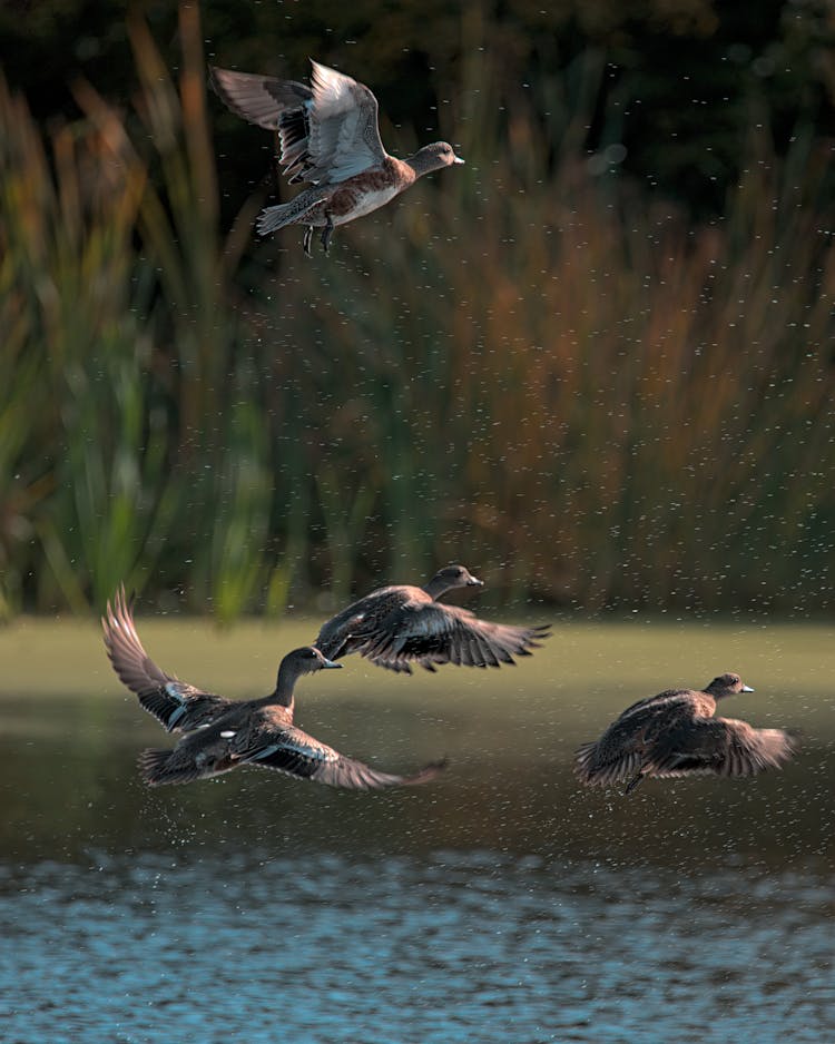 American Wigeon Ducks Flying Over The Body Of Water 