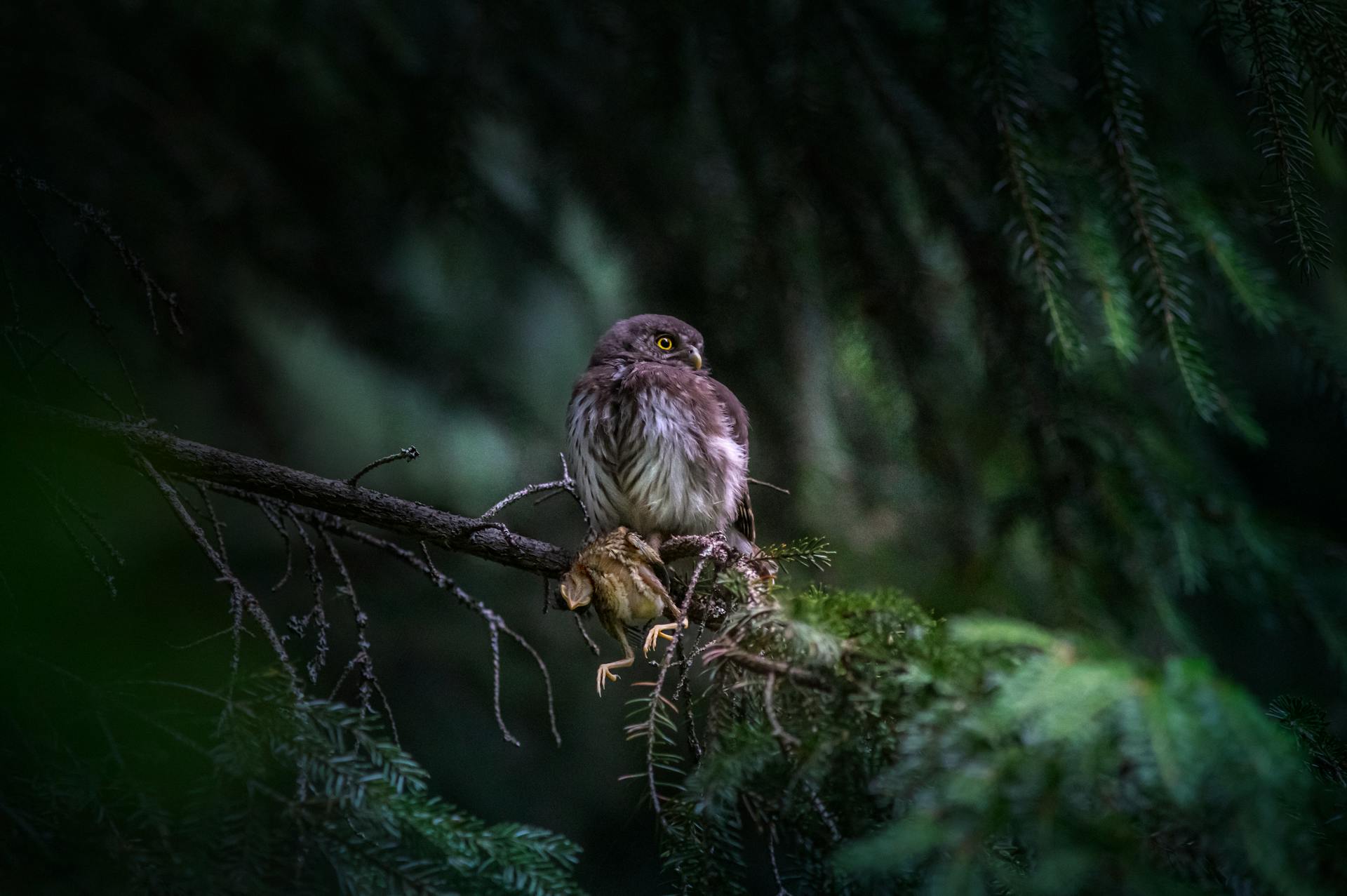 Eurasian Pygmy Owl on branch in Vääna, Estonia forest.