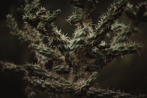 Spikey Cactus Plant