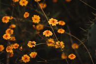 Yellow and Orange Signet Marigold