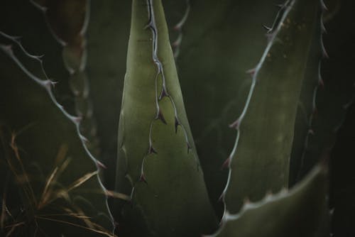 agave, alan derinliği, aloe içeren Ücretsiz stok fotoğraf