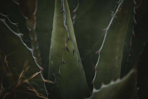 Green Plant in Close Up Photography