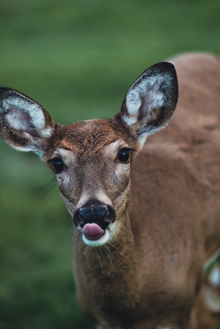 Deer Sticking Out Tongue