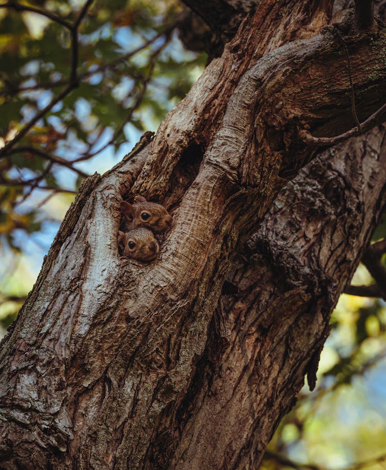 Closeup Of A Tree Bark Texture And Two Squirrels Hidden In A Hollow