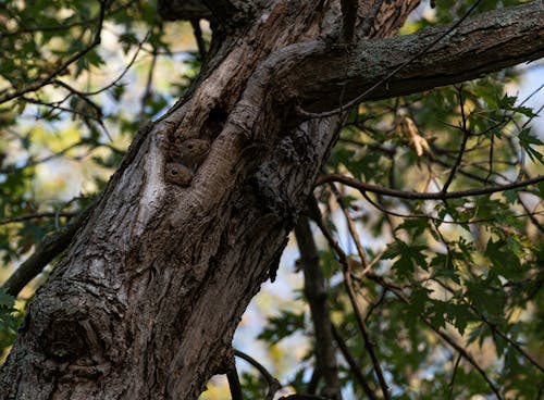 Ücretsiz açık hava, ağaç, ağaç gövdesi içeren Ücretsiz stok fotoğraf Stok Fotoğraflar